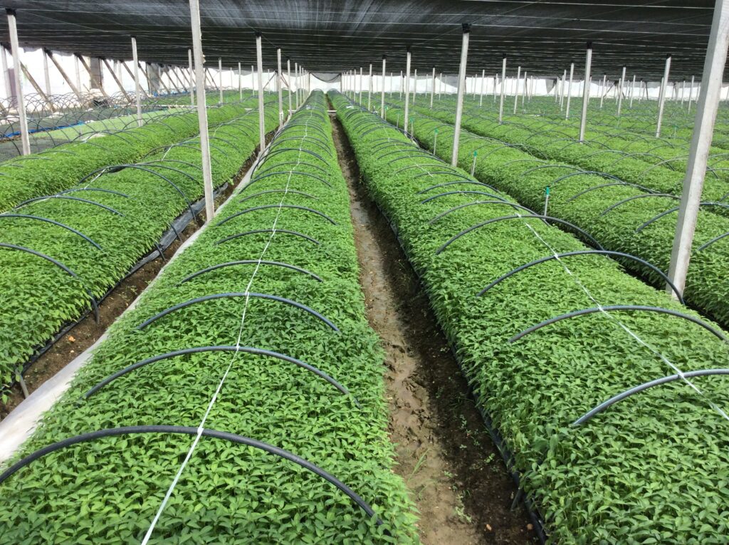 ABOUT US — SARA GLOBAL VENTURES img 0456